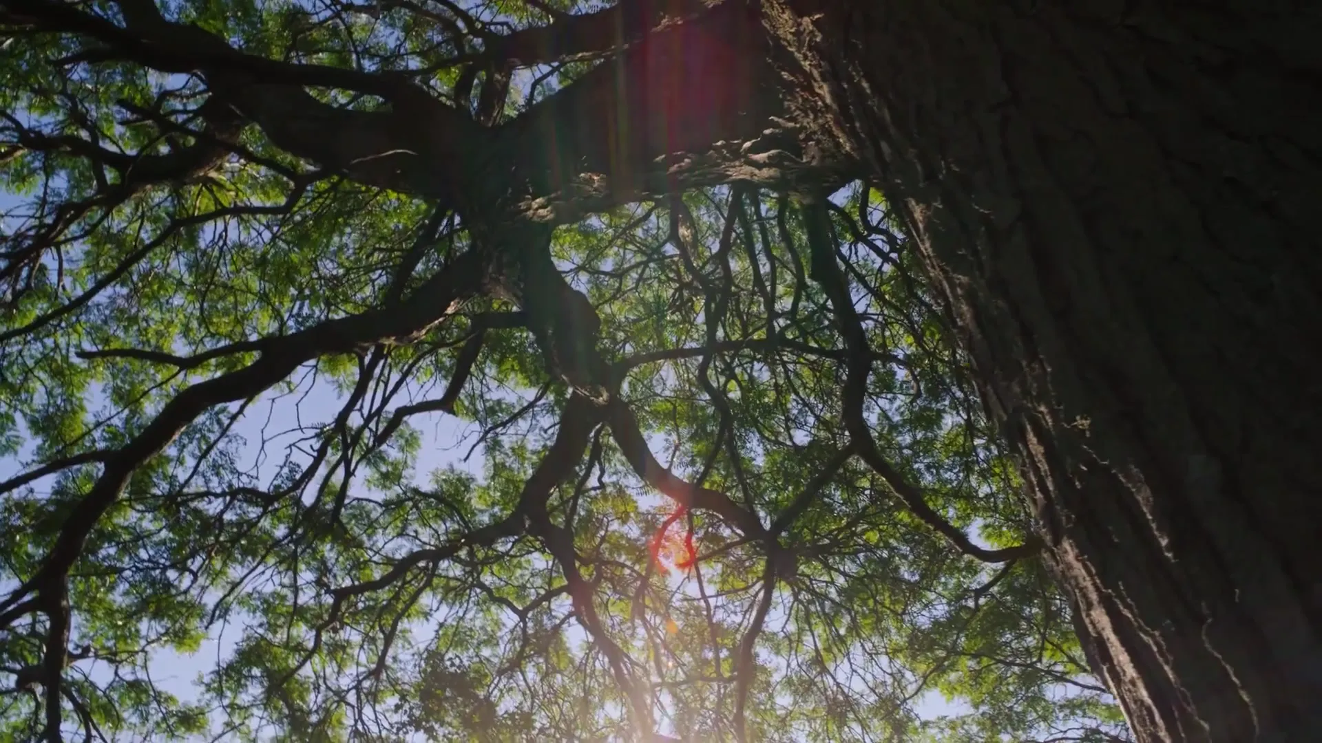 Sunlight flaring up through a lush green tree canopy in Wyatt's 2026 sizzle reel